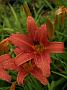 Hemerocallis Luxury Lake3